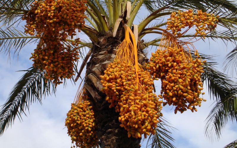 How dates are grown